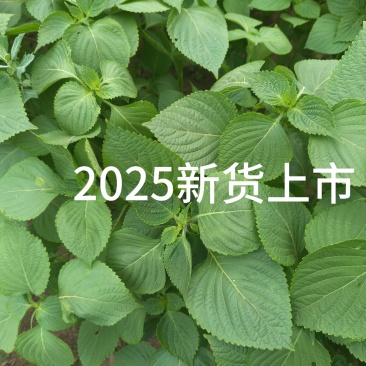 苏子干叶