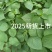苏子干叶