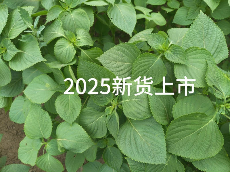 苏子干叶