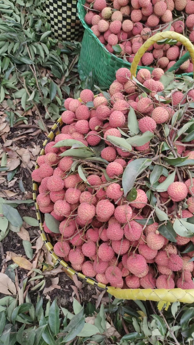 灵山桂味荔枝