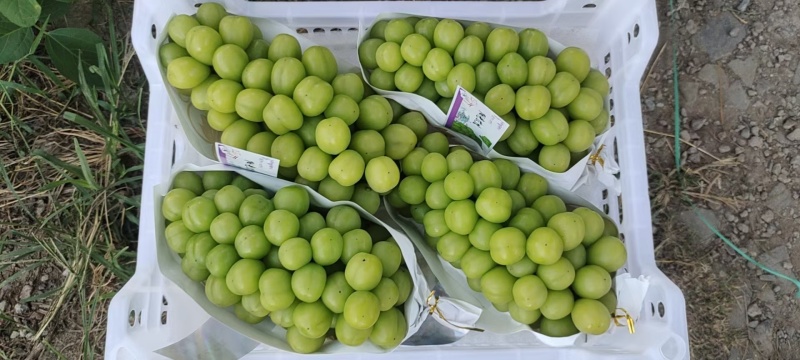 江苏新沂市阳光玫瑰