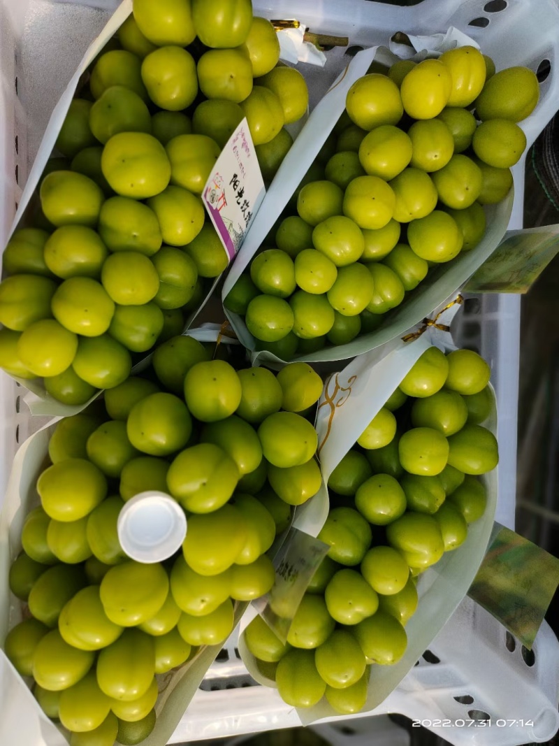 江苏新沂市阳光玫瑰