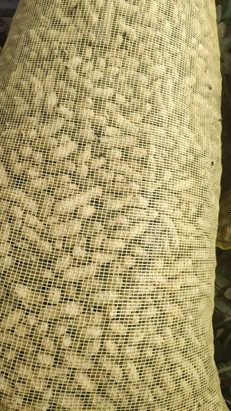 四粒红
