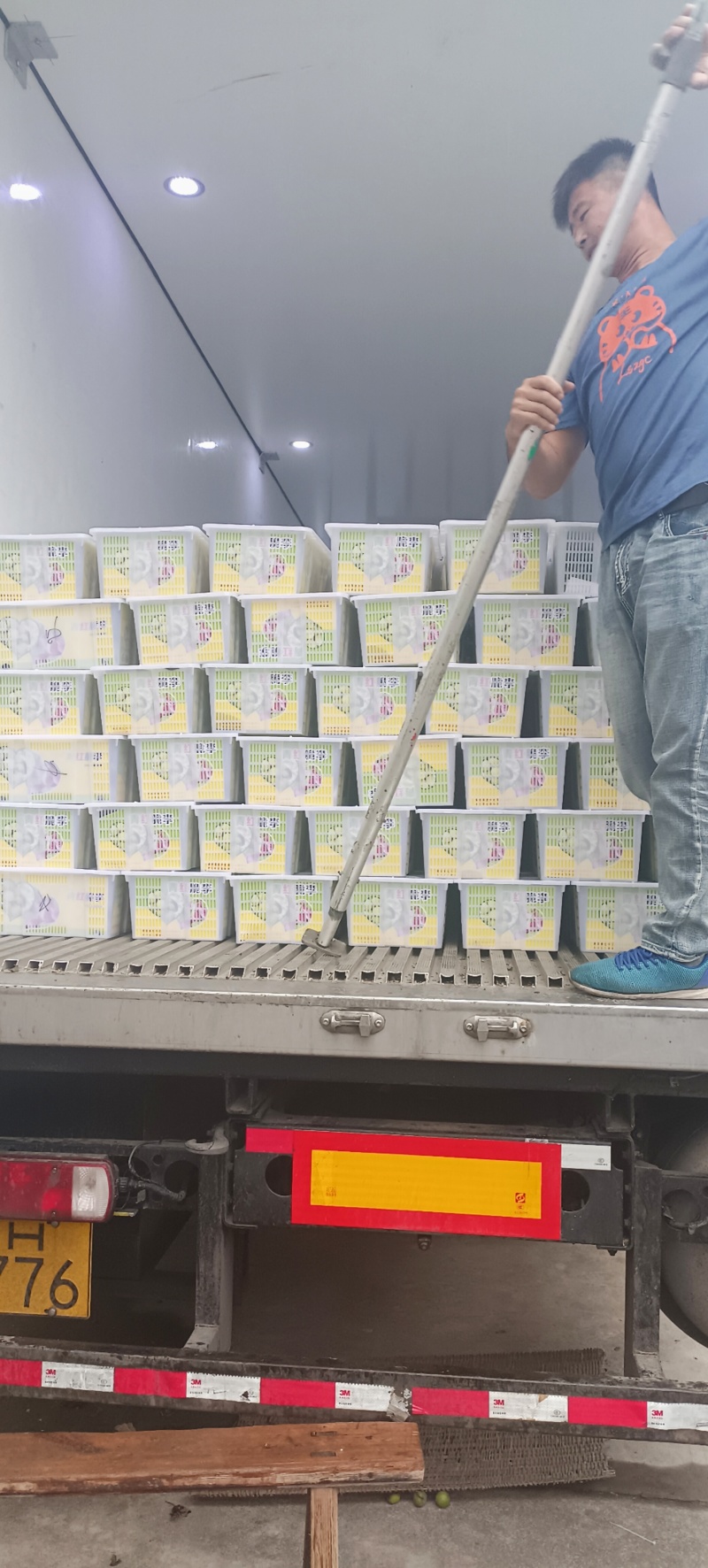 青脆李子四川汉源李子精品阳光果，产地直供，一手货源