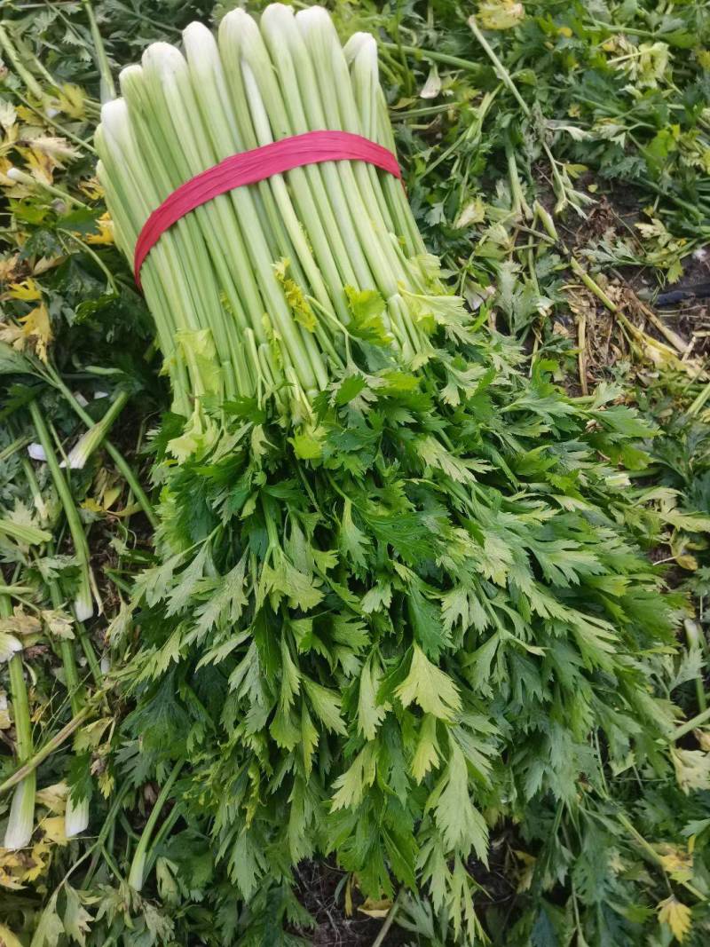 张北，坝上芹菜发全国各地。欢迎个地老板们
