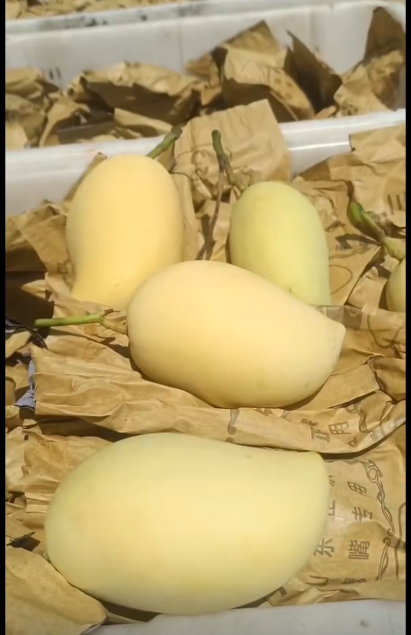 摸摸鹰嘴大量收购