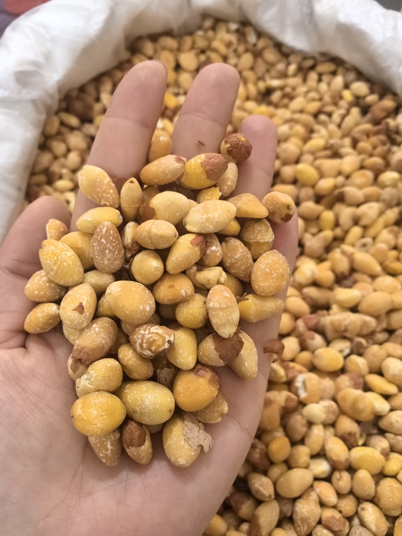 白果仁白果银杏果多种规格七彩百草中药材批发