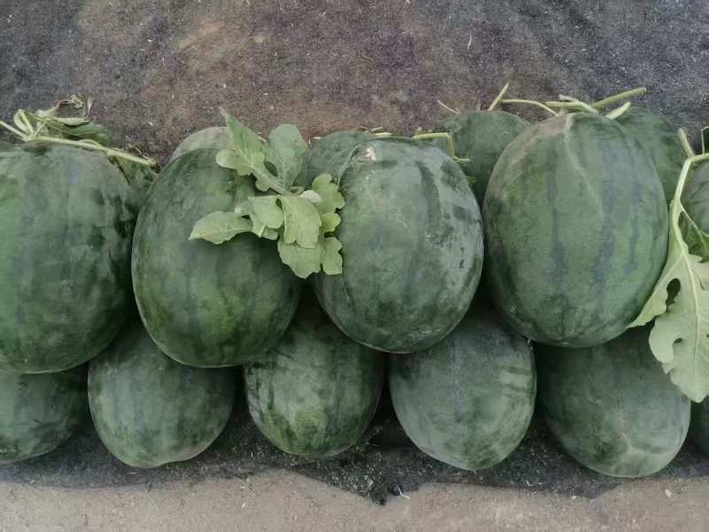 出售西瓜品种齐全，现摘现卖，大量上市