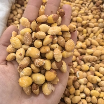 白果仁白果银杏果多种规格七彩百草中药材批发