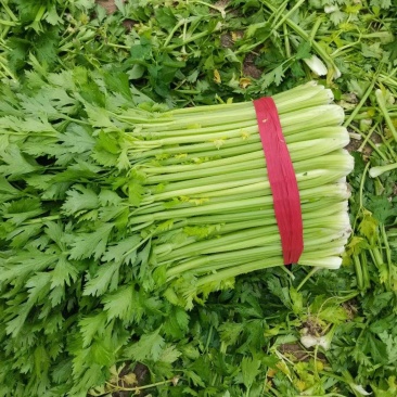 张北坝上芹菜