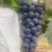 夏黑葡萄