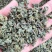 桑叶茶正宗无硫桑叶茶新货上市夏季刚需产品