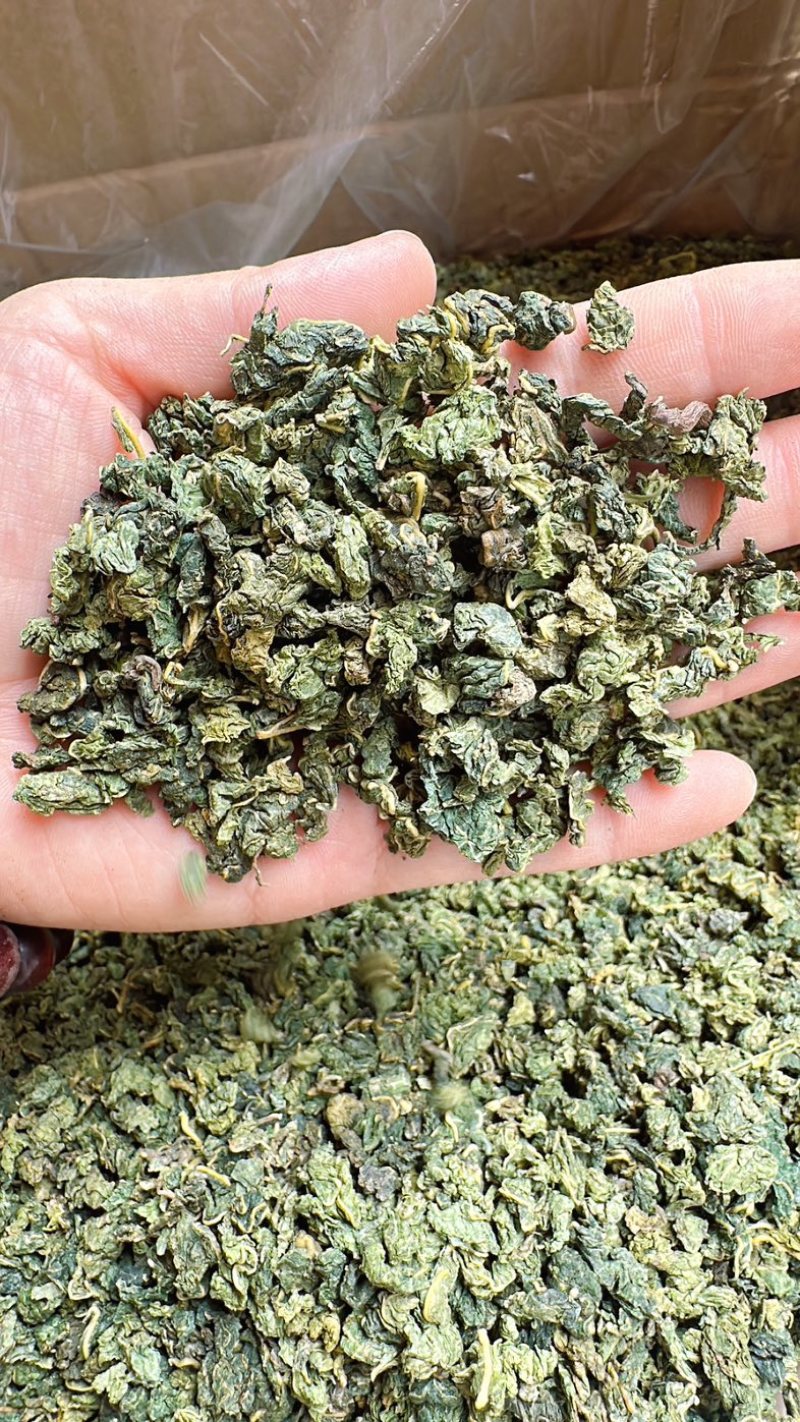 桑叶茶正宗无硫桑叶茶新货上市夏季刚需产品