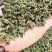 桑叶茶正宗无硫桑叶茶新货上市夏季刚需产品