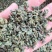 桑叶茶正宗无硫桑叶茶新货上市夏季刚需产品