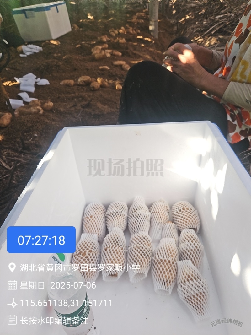 湖北黄冈罗田正宗大别山新鲜天麻，干天麻乌红杂交天麻，菜麻