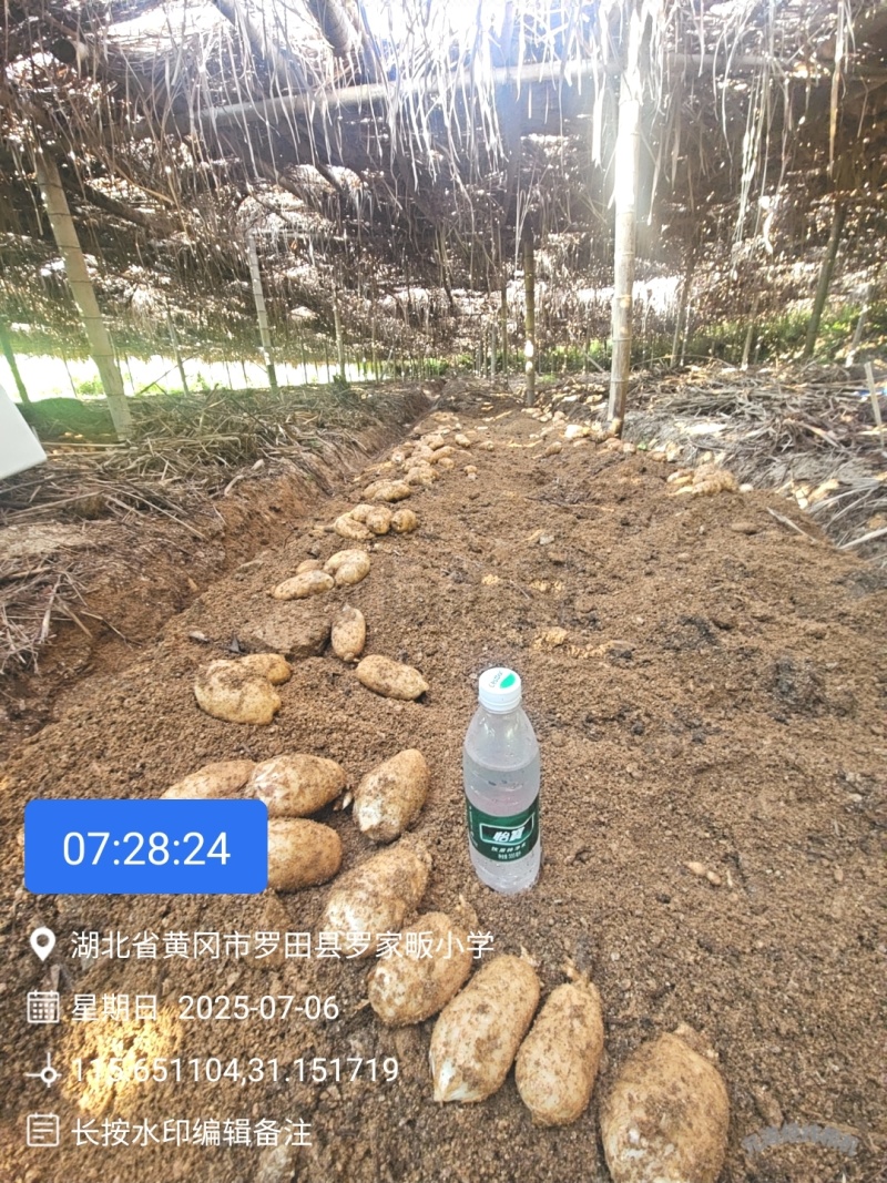 湖北黄冈罗田正宗大别山新鲜天麻，干天麻乌红杂交天麻，菜麻