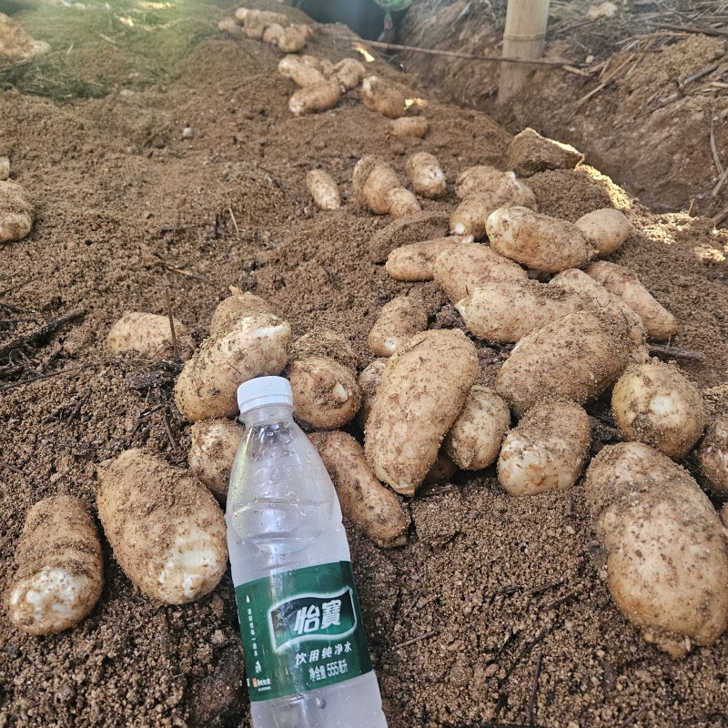 湖北黄冈罗田正宗大别山新鲜天麻，干天麻乌红杂交天麻，菜麻