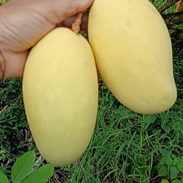 海南红玉大量上市