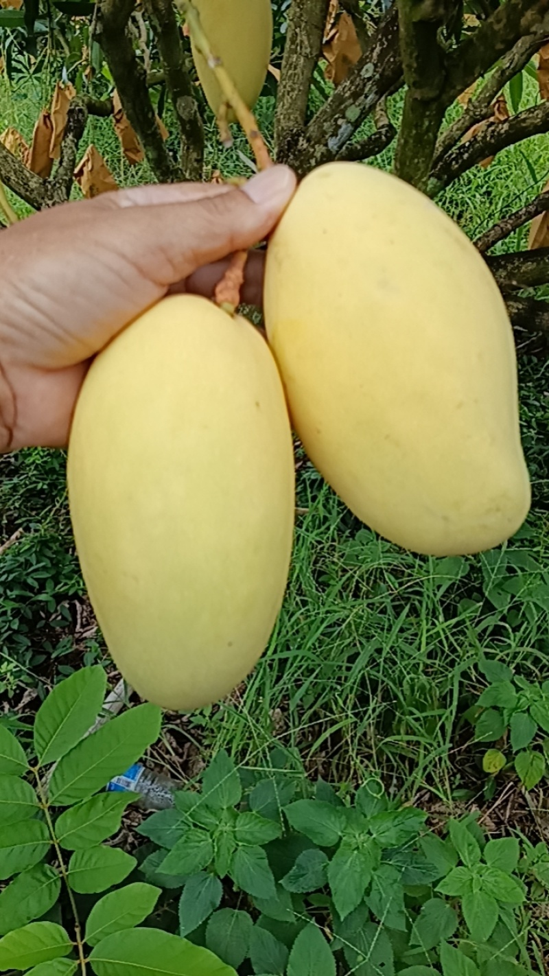 海南红玉大量上市