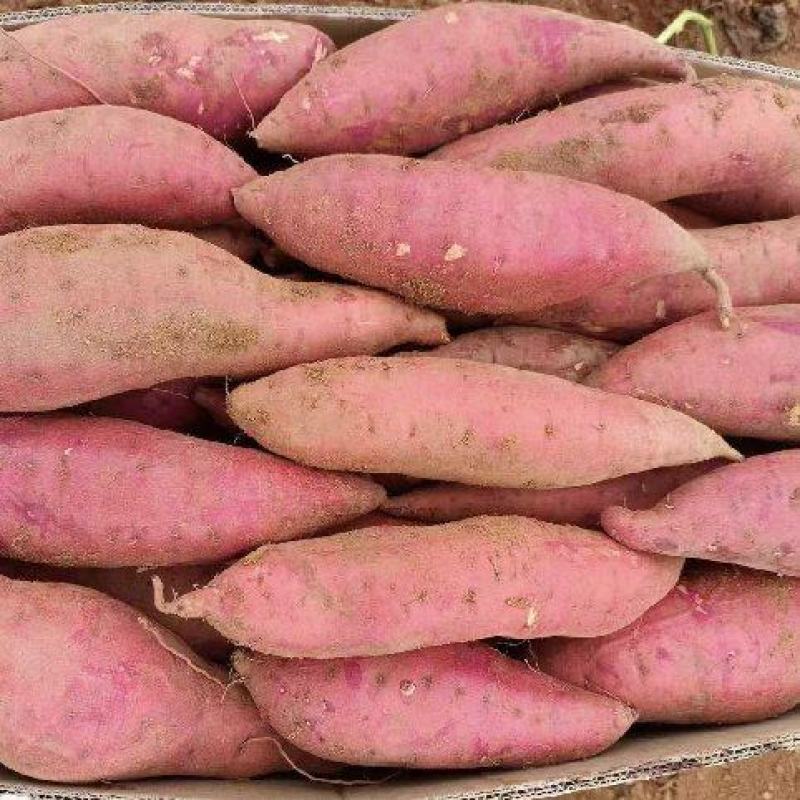 开封红薯龙薯9号基地直销量大质优价格优惠