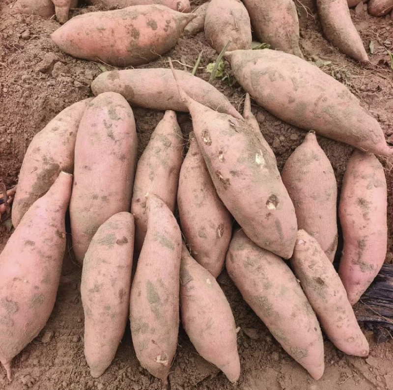 开封红薯龙薯9号基地直销量大质优价格优惠