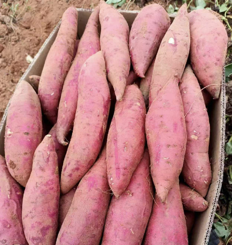 开封红薯龙薯9号基地直销量大质优价格优惠