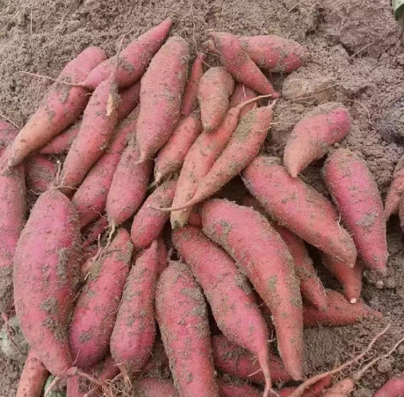 开封红薯龙薯9号基地直销量大质优价格优惠