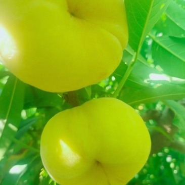 黄毛蟠