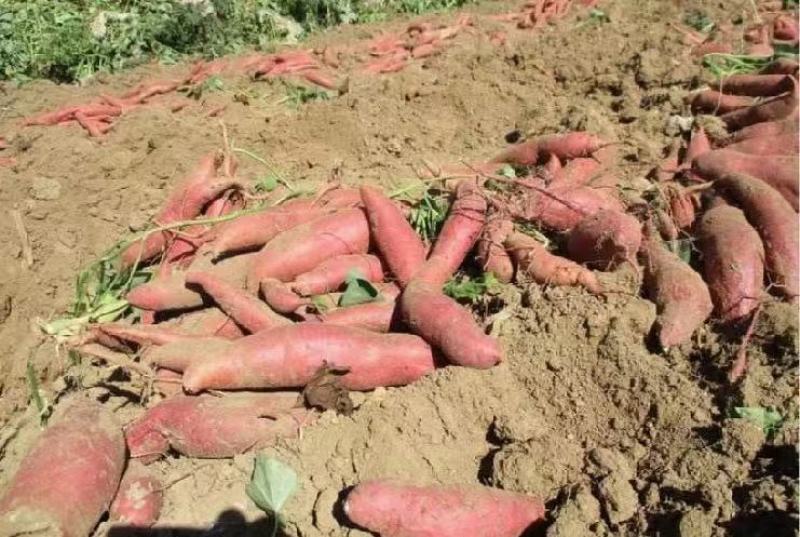 西瓜红红薯基地直销量大质优价格优惠欢迎采购