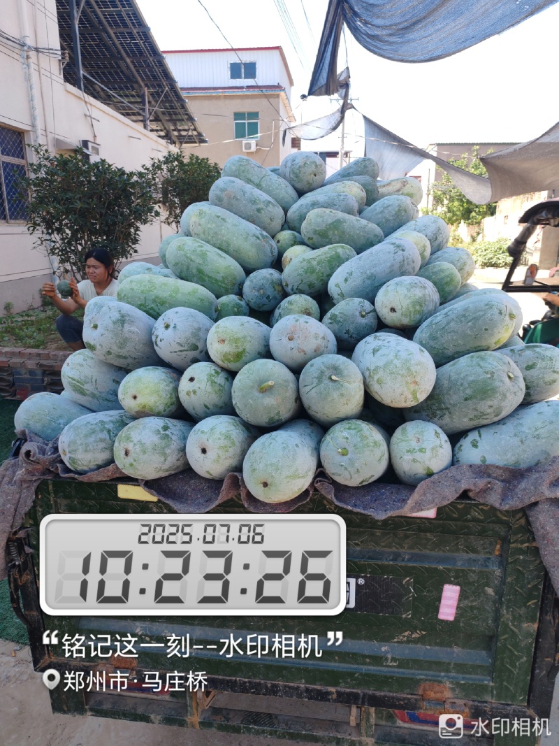 【实力代办】河南水果冬瓜产地直发可按需分拣欢迎咨询