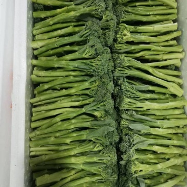 云南特色甜杆西兰苔150一件净菜12公斤可议价