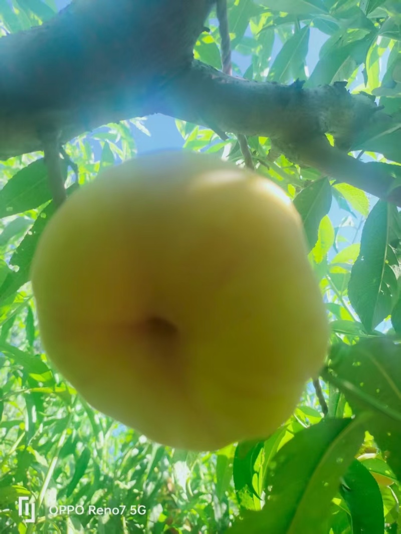 黄毛蟠
