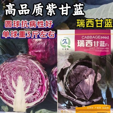 瑞西紫甘蓝种子圆球杂交耐裂紫色甘蓝大头菜紫包心菜春秋蔬菜