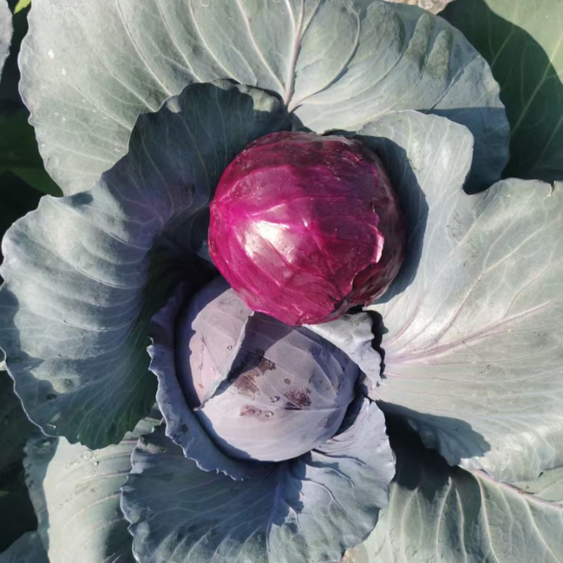 瑞西紫甘蓝种子圆球杂交耐裂紫色甘蓝大头菜紫包心菜春秋蔬菜