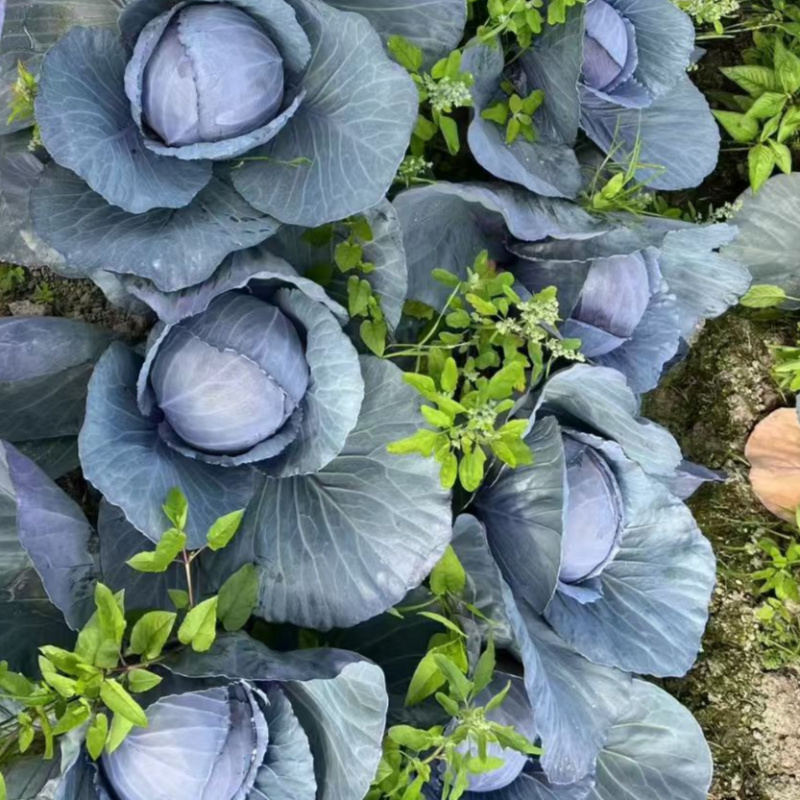 瑞西紫甘蓝种子圆球杂交耐裂紫色甘蓝大头菜紫包心菜春秋蔬菜
