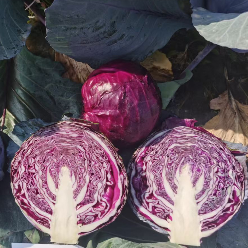 瑞西紫甘蓝种子圆球杂交耐裂紫色甘蓝大头菜紫包心菜春秋蔬菜