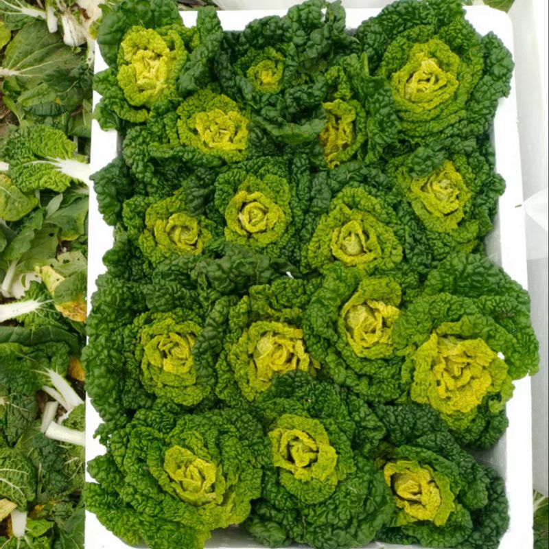 【预售】10.1号大量黄心菜上架