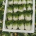 【预售】10.1号大量黄心菜上架