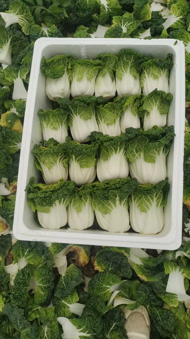 【预售】10.1号大量黄心菜上架