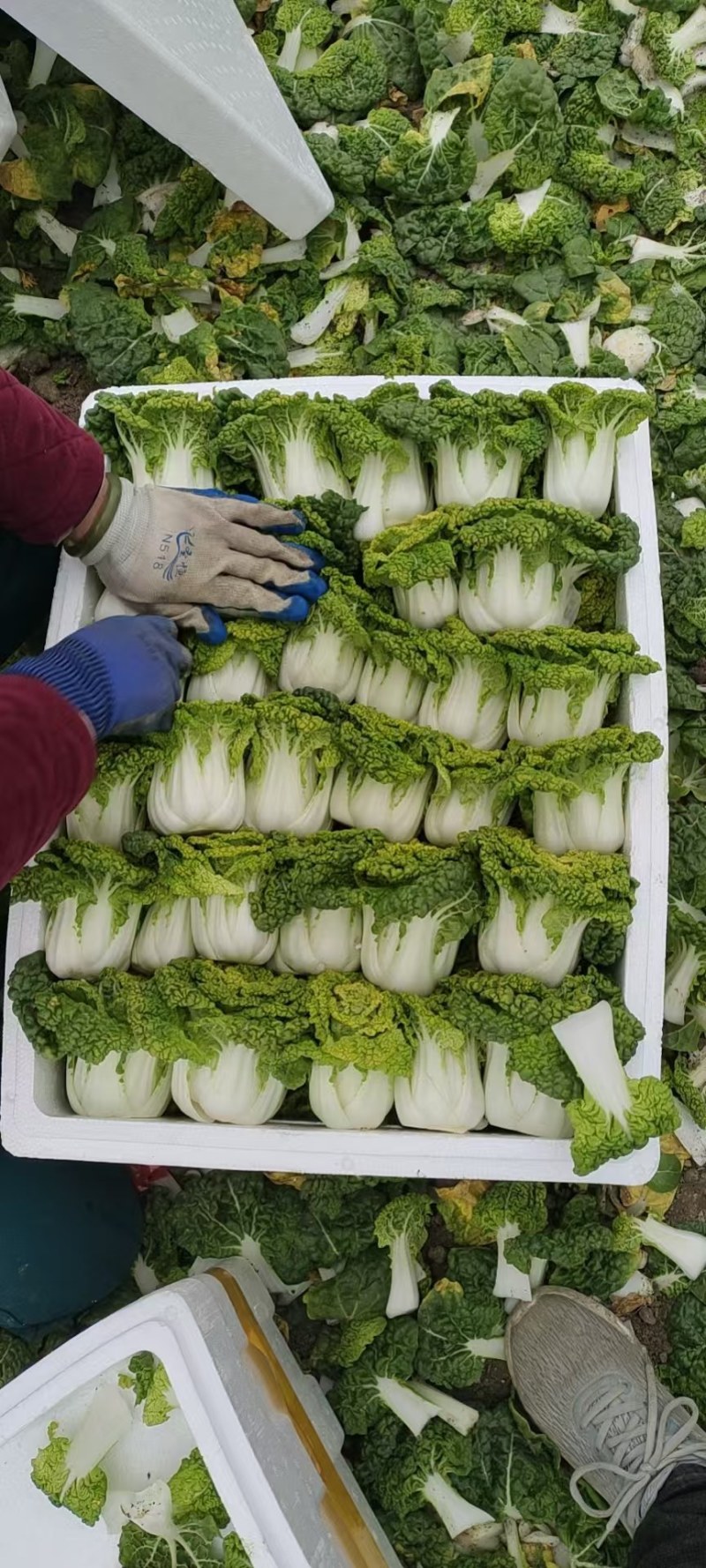 【预售】10.1号大量黄心菜上架