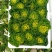 【预售】10.1号大量黄心菜上架