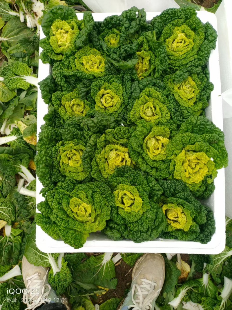 【预售】10.1号大量黄心菜上架