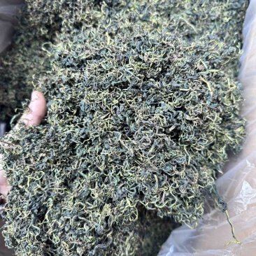 蒲公英茶新货批发正宗无硫蒲公英茶大量供应夏季畅销品
