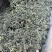 蒲公英茶新货批发正宗无硫蒲公英茶大量供应夏季畅销品
