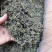 蒲公英茶新货批发正宗无硫蒲公英茶大量供应夏季畅销品
