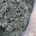 蒲公英茶新货批发正宗无硫蒲公英茶大量供应夏季畅销品