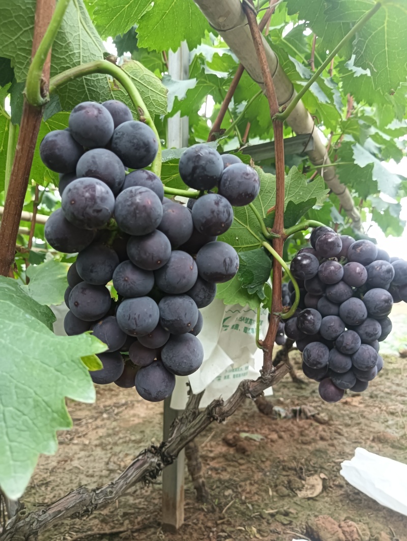 天府新区新鲜巨峰葡萄上架啦。