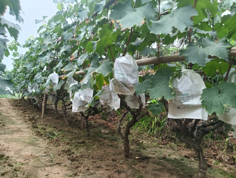天府新区新鲜巨峰葡萄上架啦。