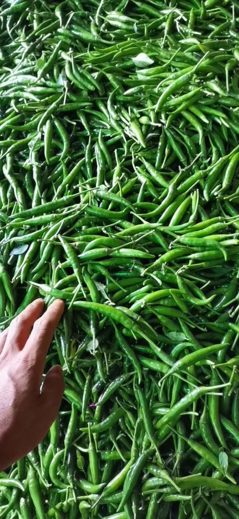 青小米椒